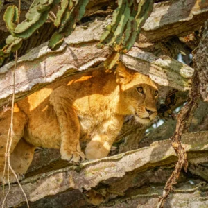 Burundi, Ruanda e Uganda: Uma Viagem pelo Coração de África