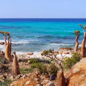Abu Dhabi & Socotra: À Descoberta do Paraíso Escondido no Oceano Índico