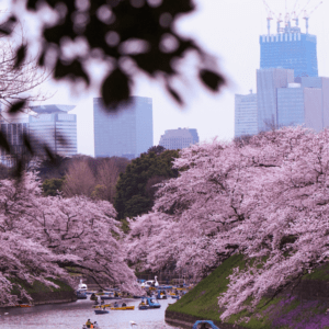 Roadtrip no Japão: Entre tradição, modernidade e cerejeiras em flor